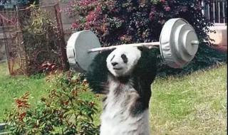 全球最长寿圈养大熊猫去世